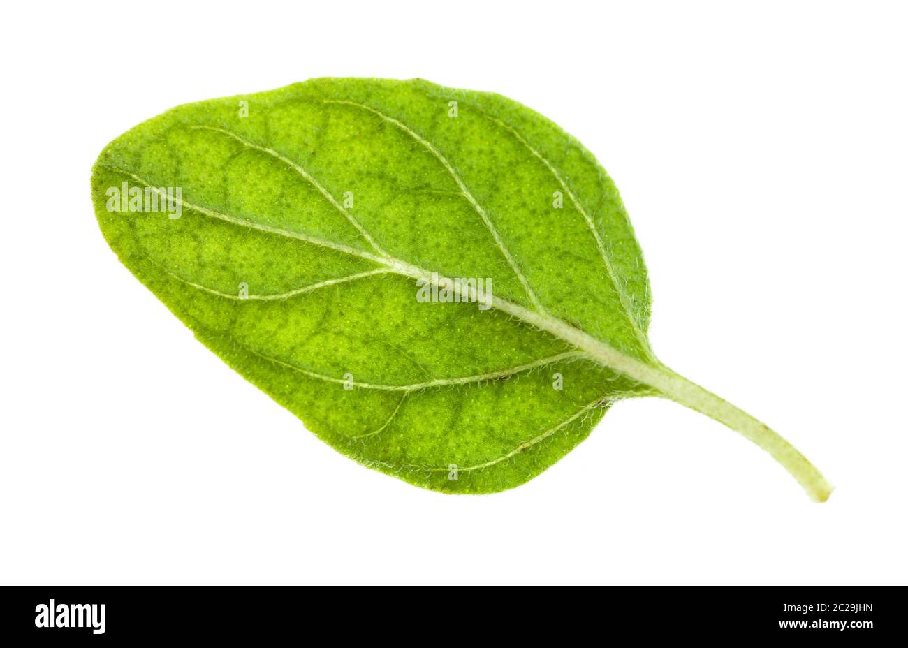 natural leaf of Oregano herb isolated on white background Stock Photo