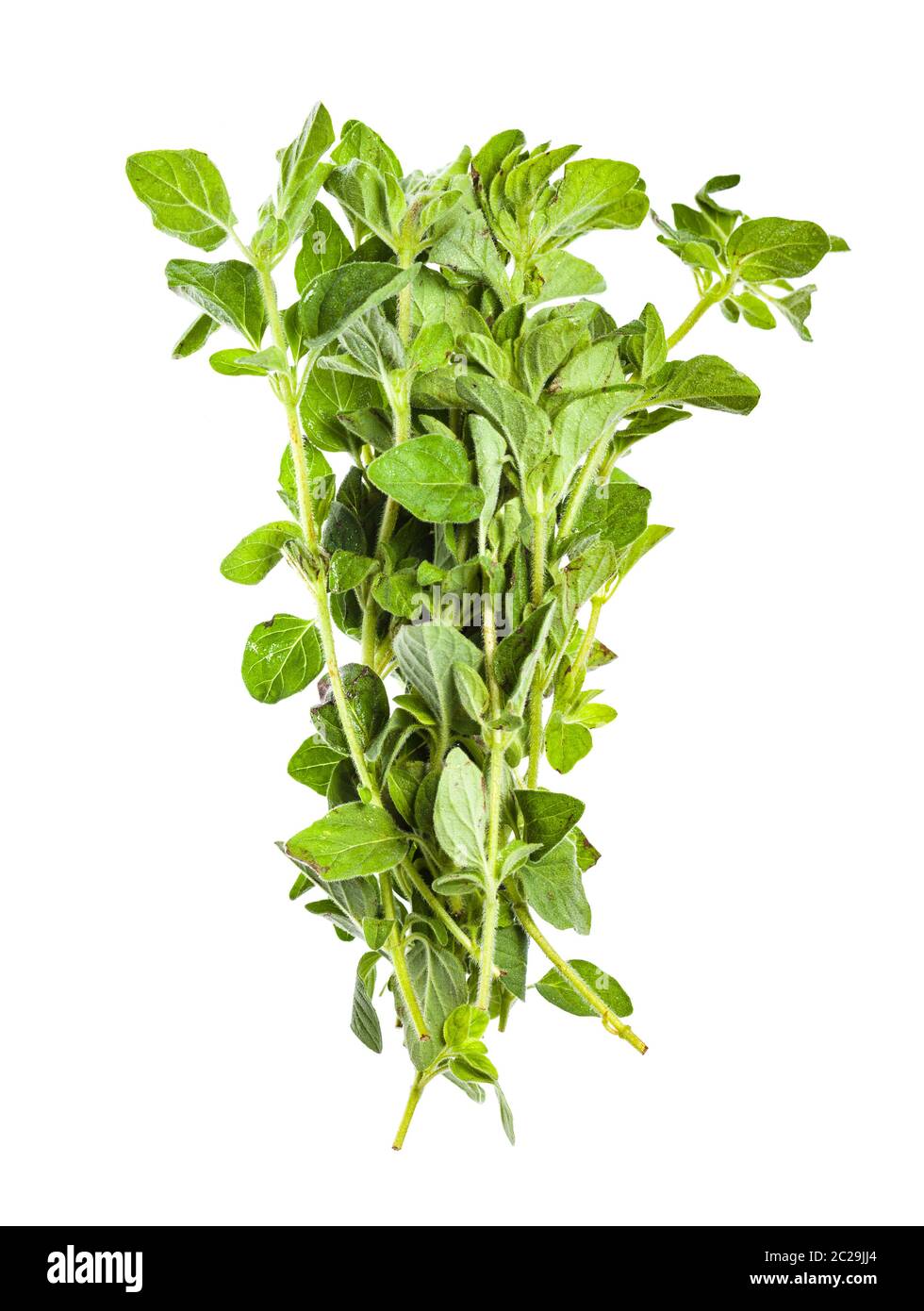 pile of fresh Oregano herb isolated on white background Stock Photo