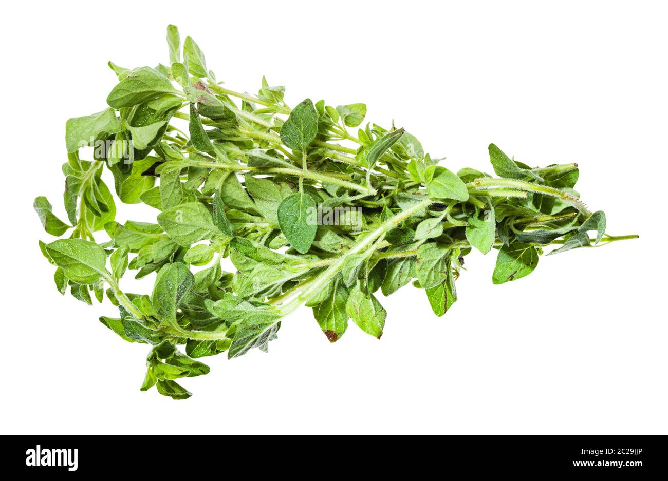 bunch of fresh Oregano herb isolated on white background Stock Photo