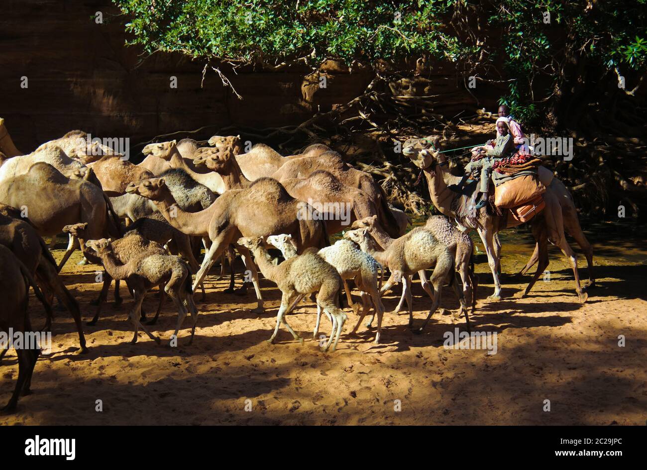 Camel water drink hi-res stock photography and images - Page 2 - Alamy