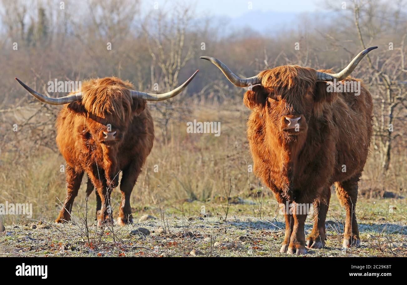 Two Scottish Highland cattle on a cold foggy winter morning Stock Photo