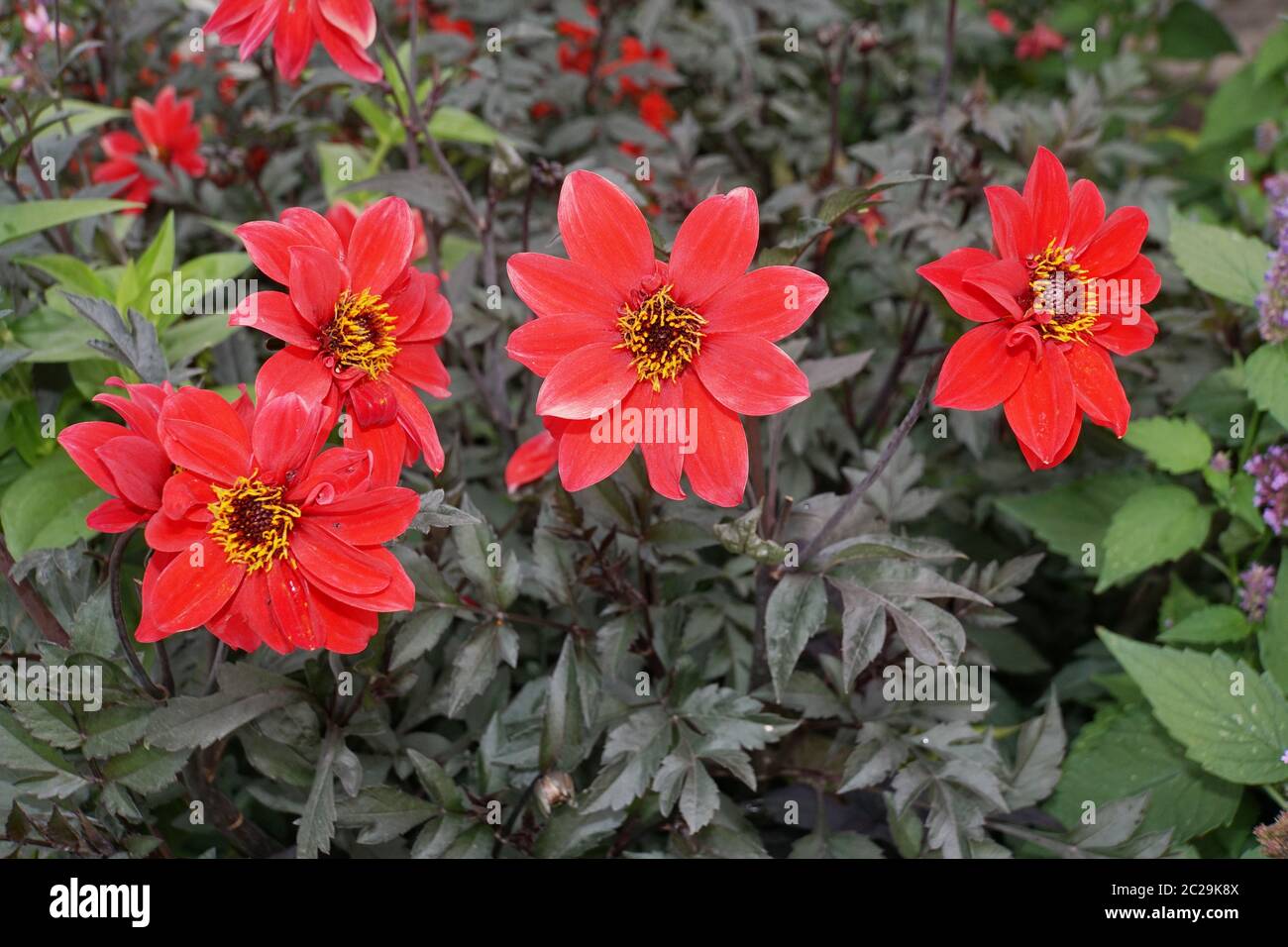 Hybride einer GartenDahlie (Dahlia x hortensis Stock Photo Alamy