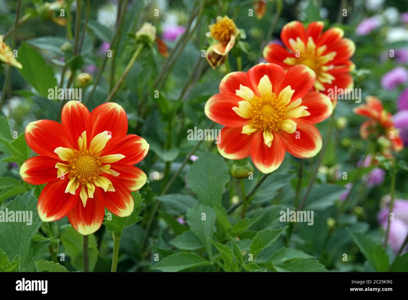 Hybride einer GartenDahlie (Dahlia x hortensis Stock Photo Alamy