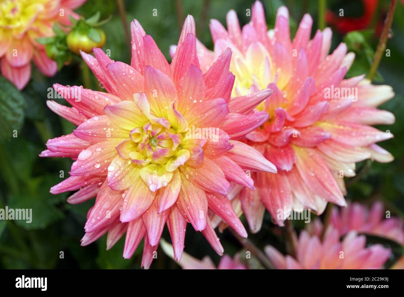 Hybride einer GartenDahlie (Dahlia x hortensis Stock Photo Alamy