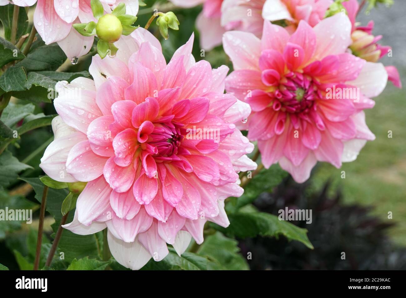 Hybride einer GartenDahlie (Dahlia x hortensis Stock Photo Alamy