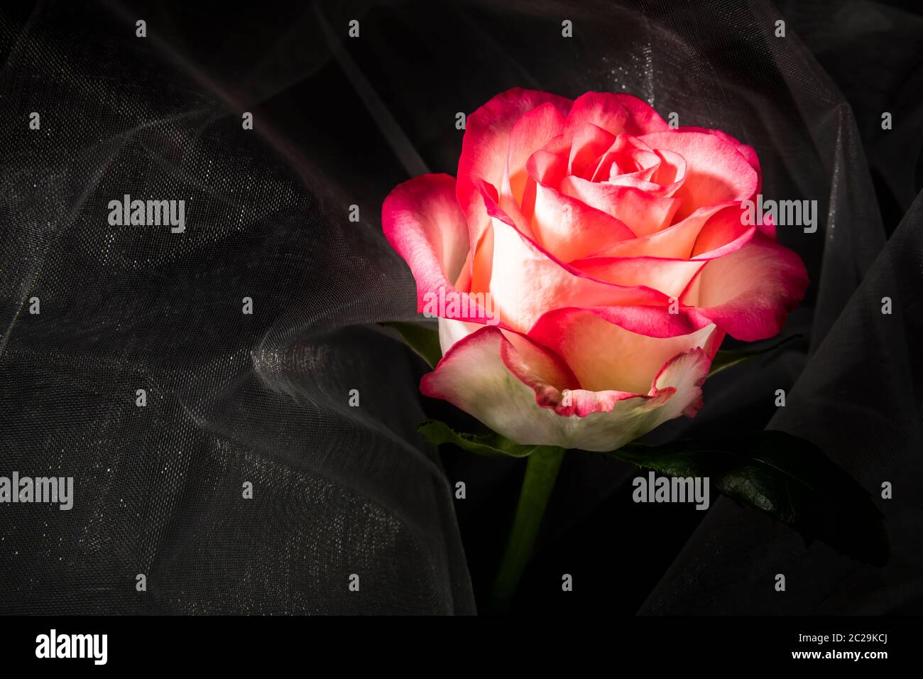Pink white rose flower gives hope hi-res stock photography and images ...