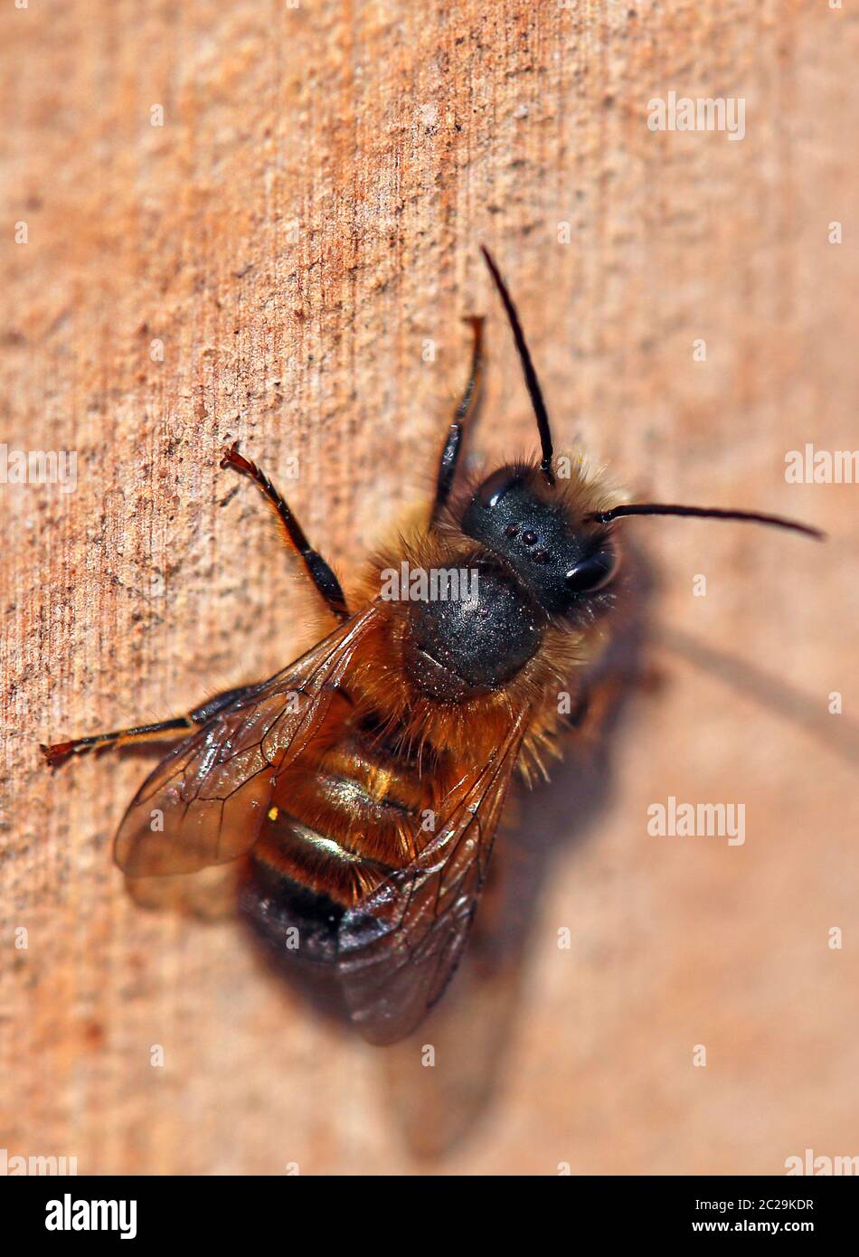 Macro Horned Wall Bee Osmia cornuta Stock Photo