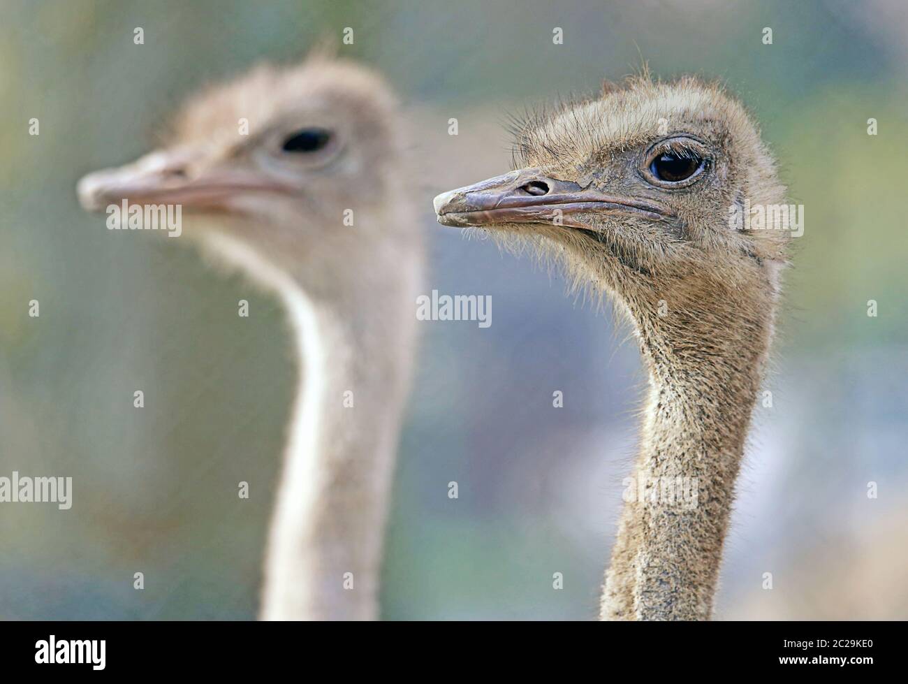 Two African ostriches Struthio camelus as a head study Stock Photo