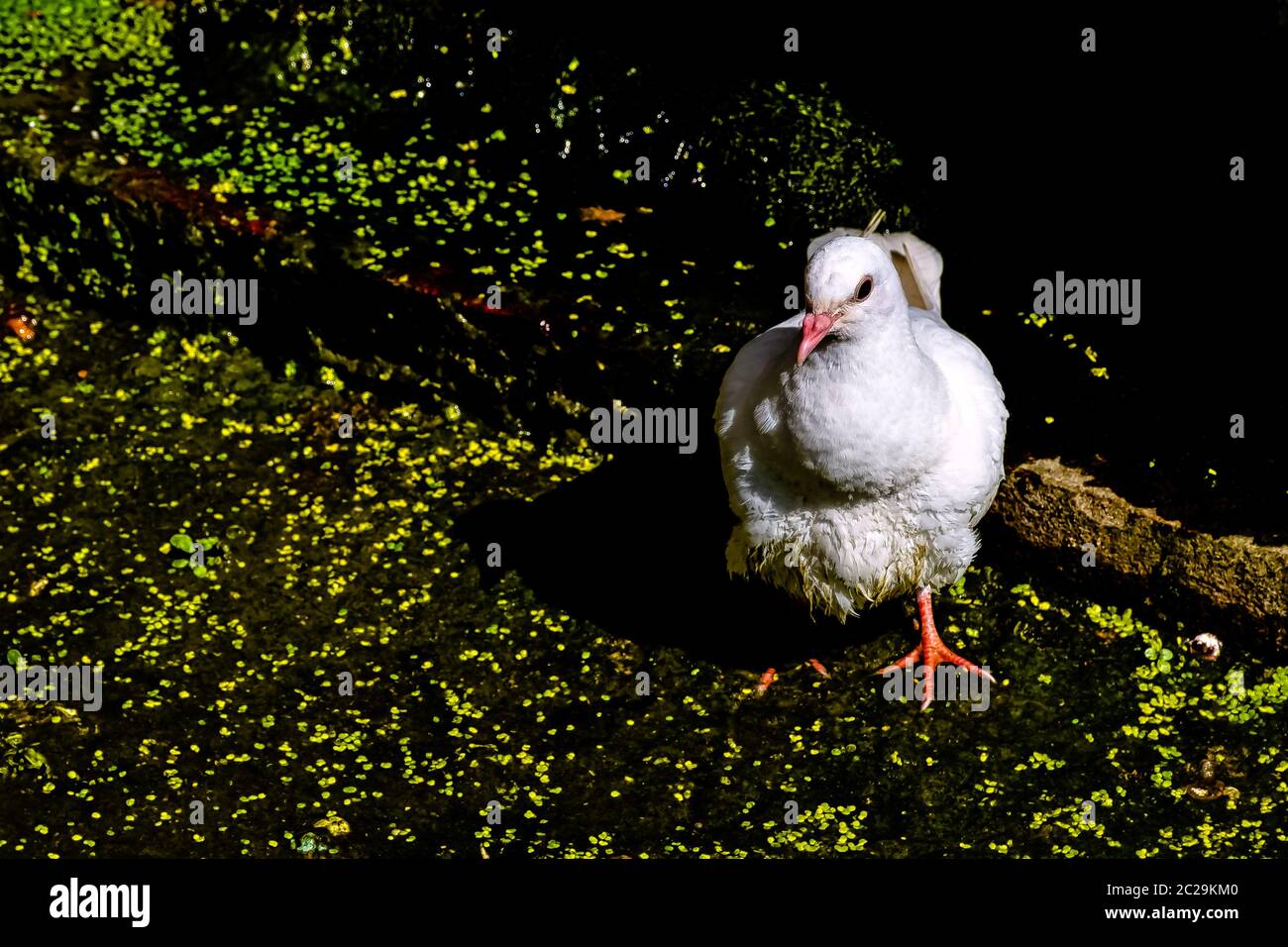 Wild white pigeon (release dove) in Warwick, Warwickshire, United