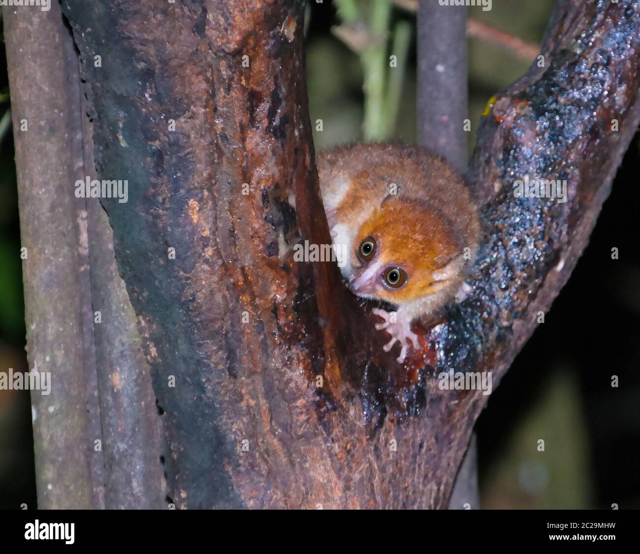 Night Portrait of the brown mouse lemur Microcebus rufus aka eastern rufous or russet in Ranomafana, Fianarantsoa, madagascar Stock Photo