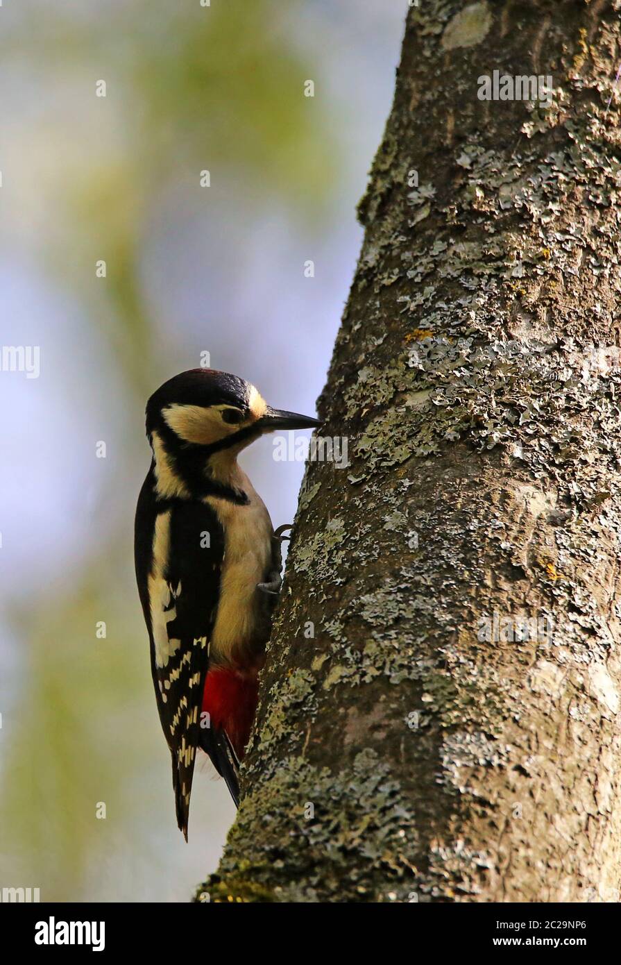 Colored woodpecker Dendrocopos major from the Liliental near you Stock Photo