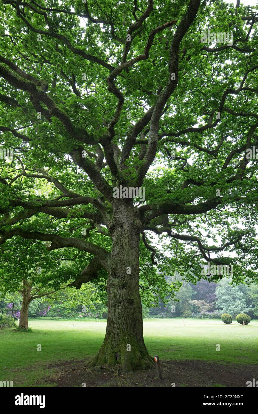 Sessile Oak (Quercus petraea) Stock Photo