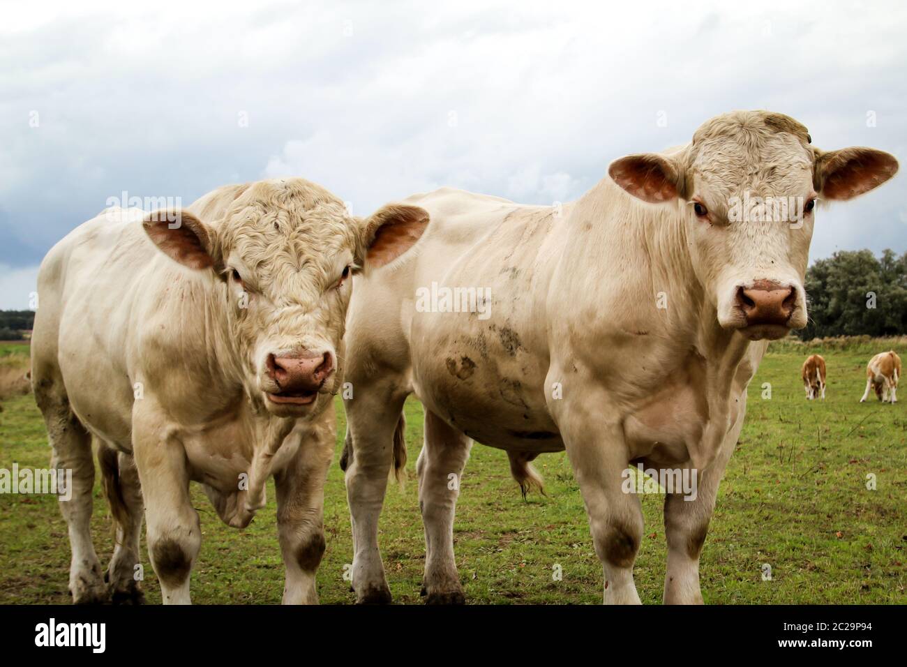 a lot of cows in the pasture Stock Photo