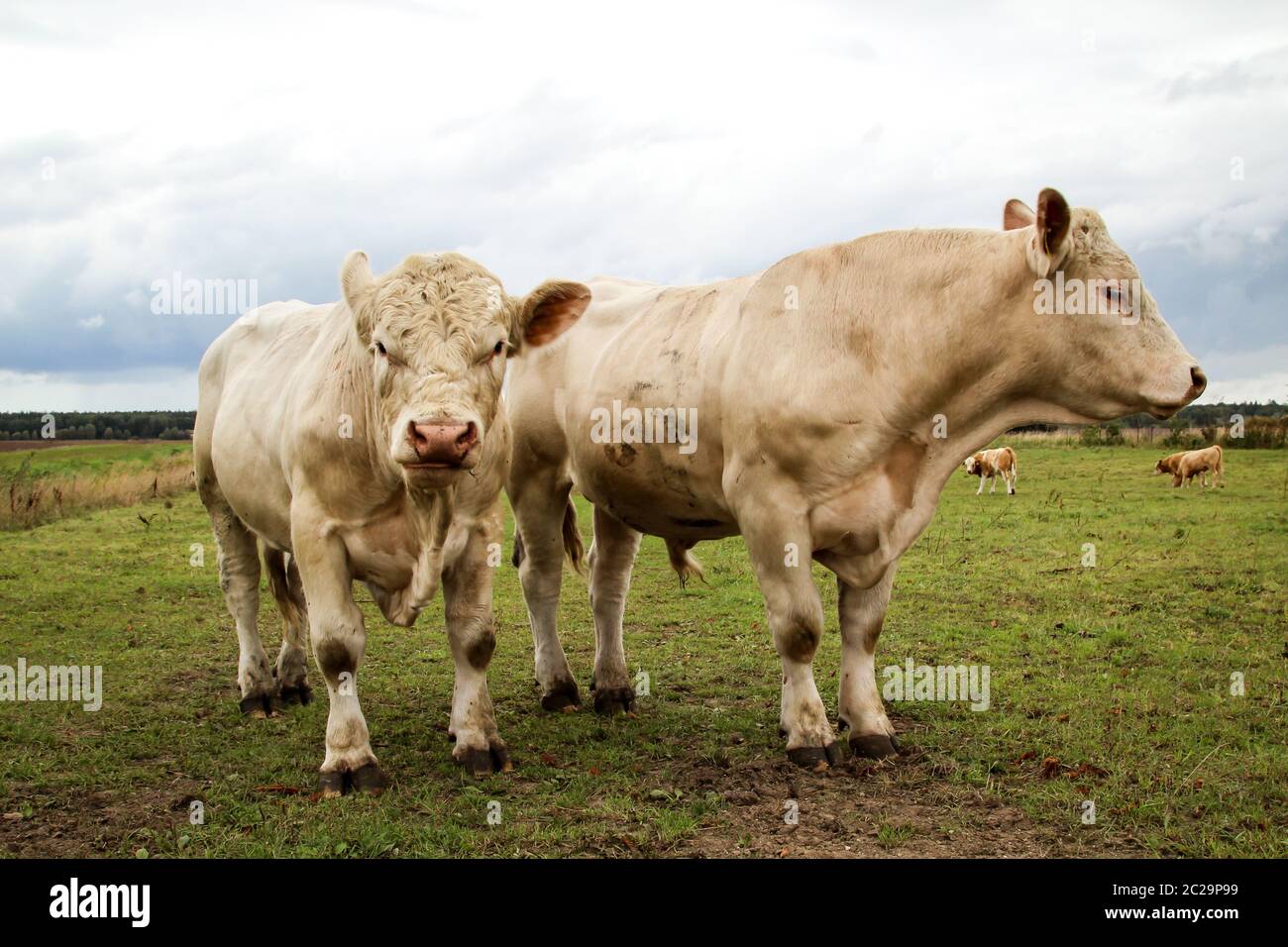 a lot of cows in the pasture Stock Photo