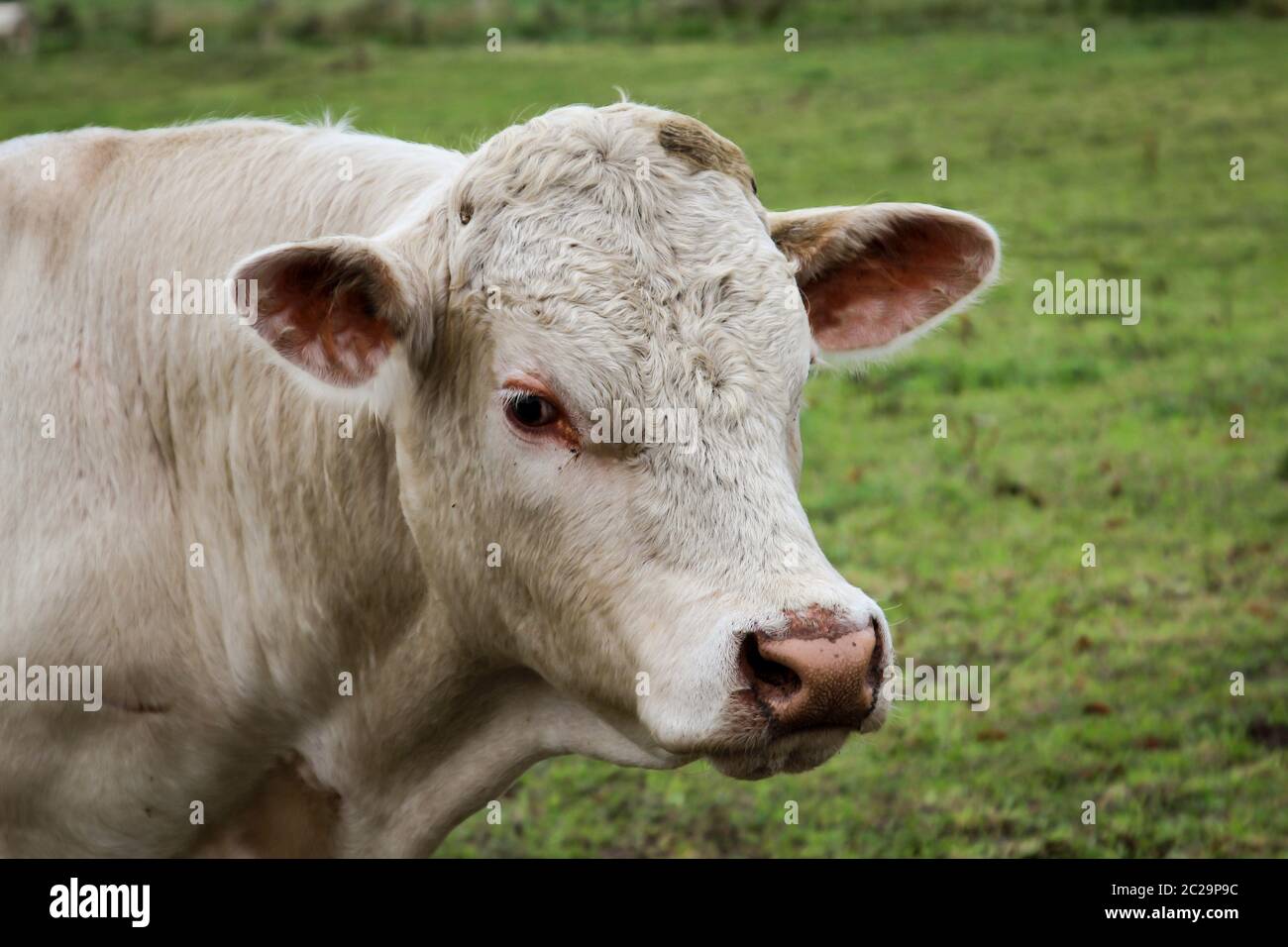 a lot of cows in the pasture Stock Photo