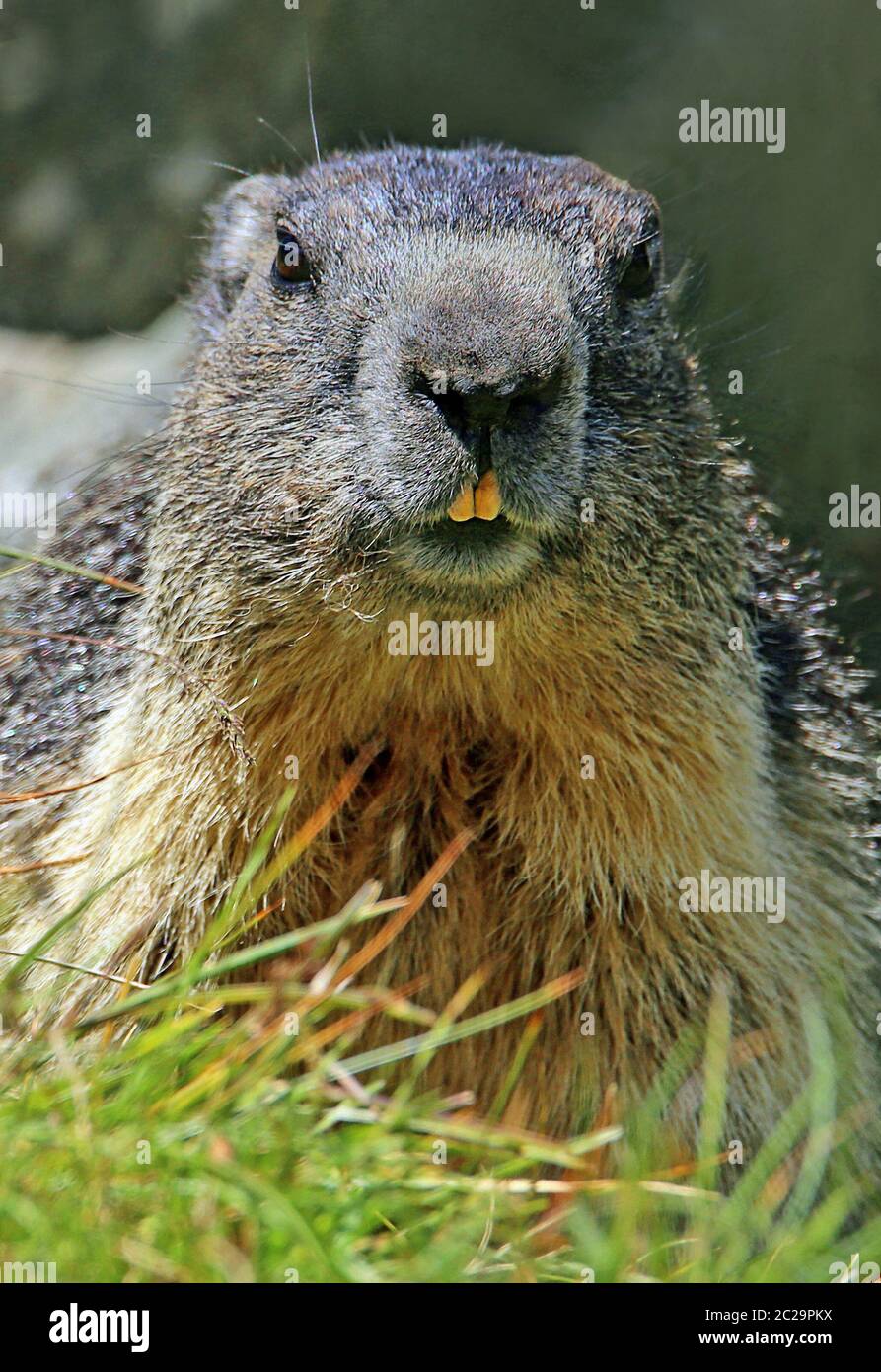 Close-up marmot Marmota marmota Stock Photo