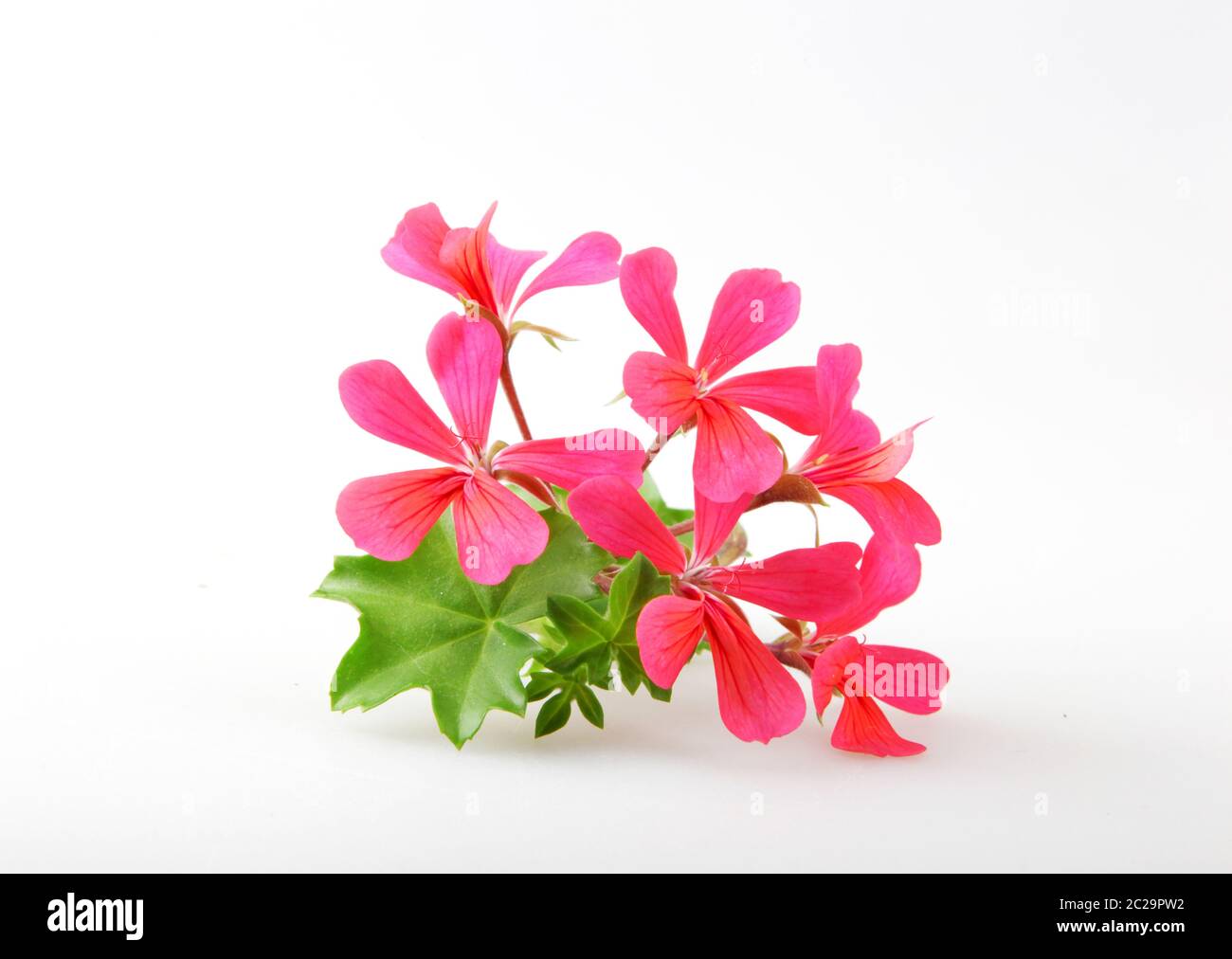 Geranium Pelargonium Flowers Isolated On White Background Stock Photo