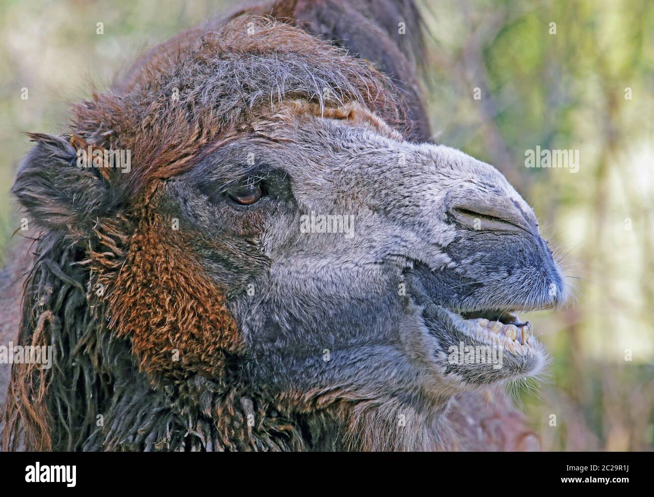 Head study Two-belturing camel or trample animal Camelus ferus Stock Photo