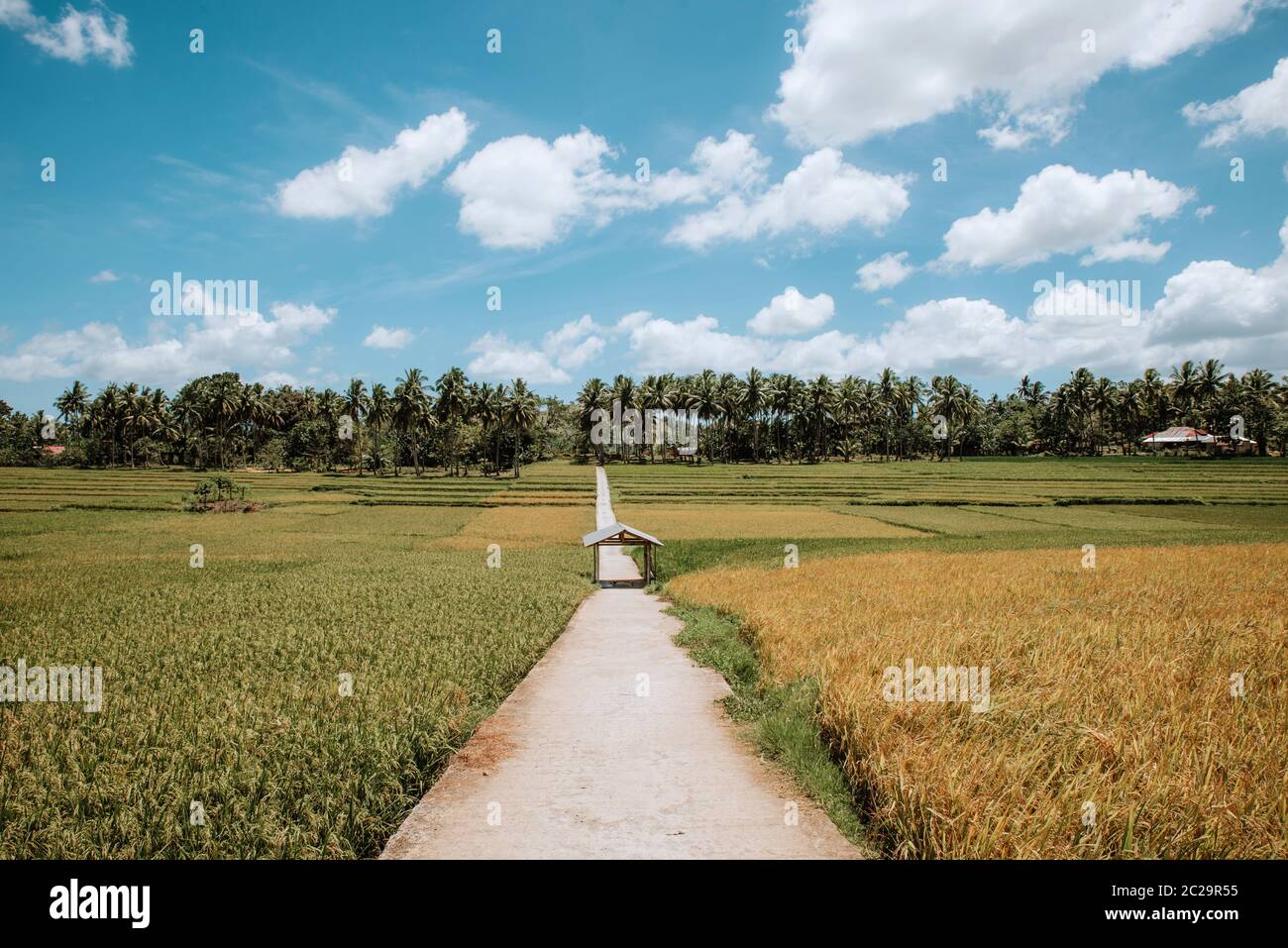 road between some cultivated fields in the philippines Stock Photo