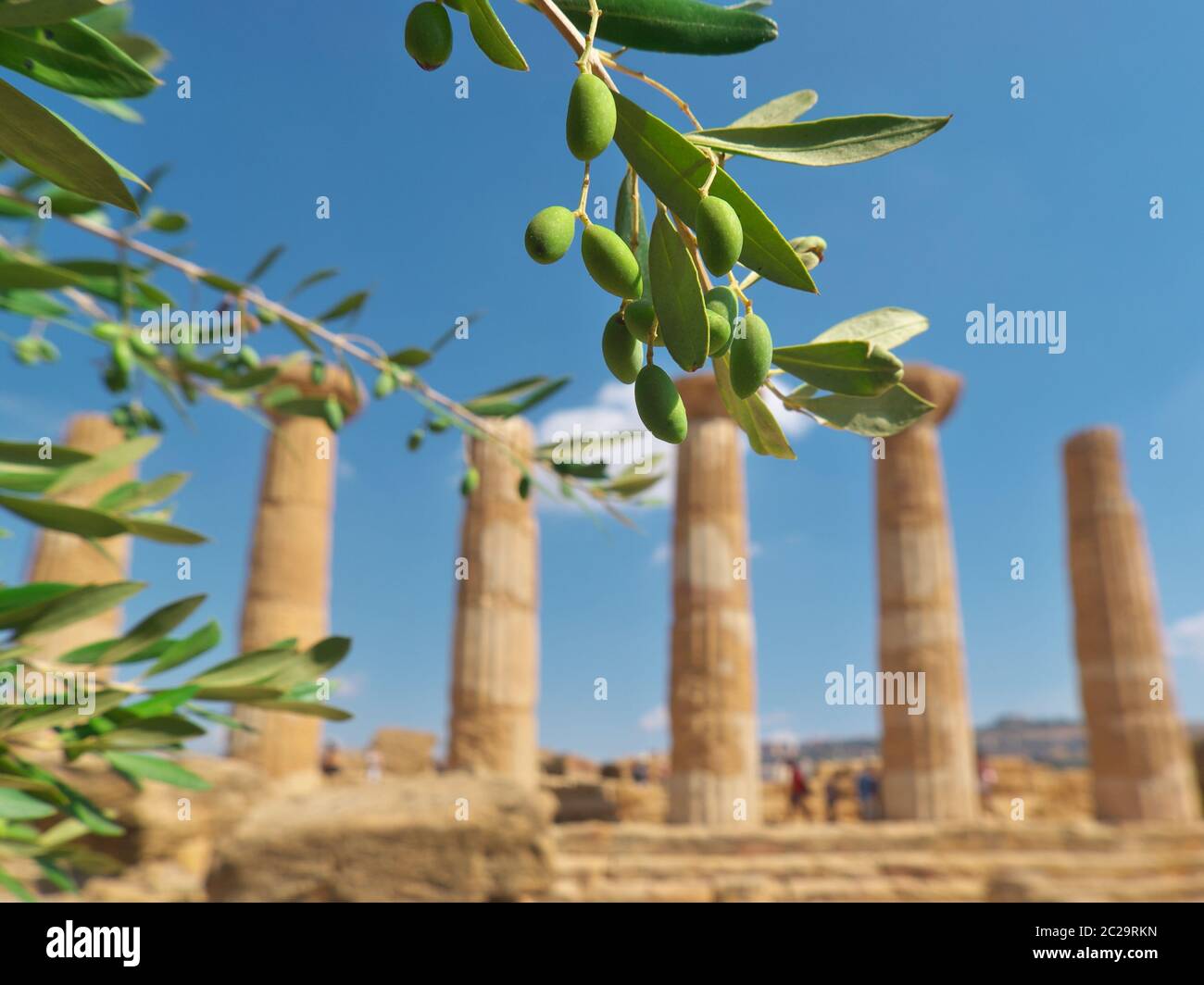 green fruit olive tree, on background blurred doric column in Valley Of Temples of Agrigento - Sicily Stock Photo