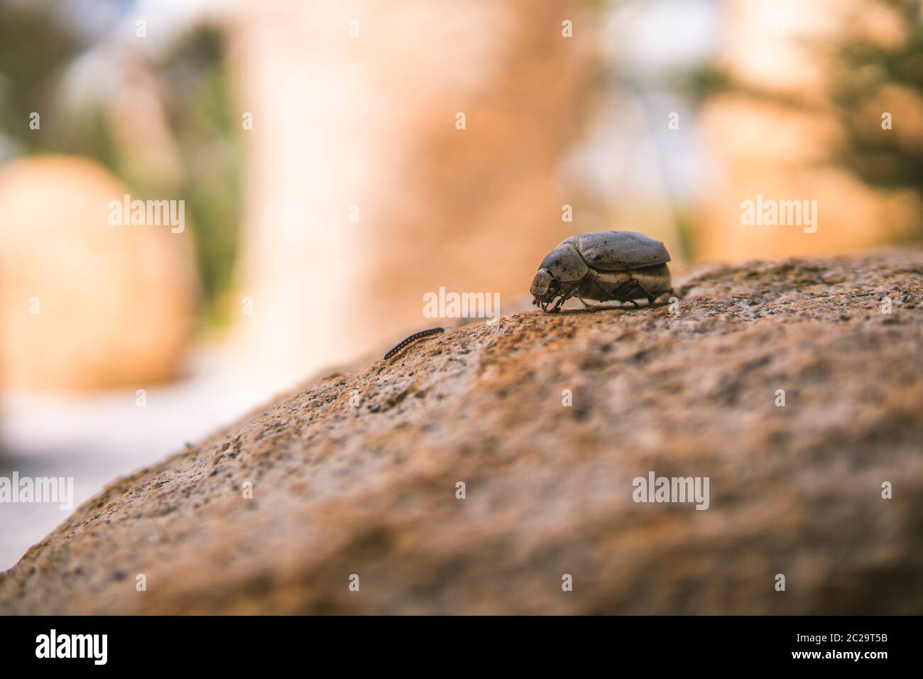 Close up photo of dead beetle lying on a rock. The natural background ...