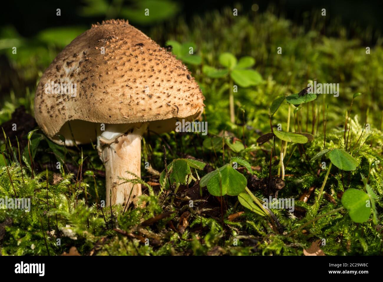 Young Blusher or Amanita rubescens Stock Photo