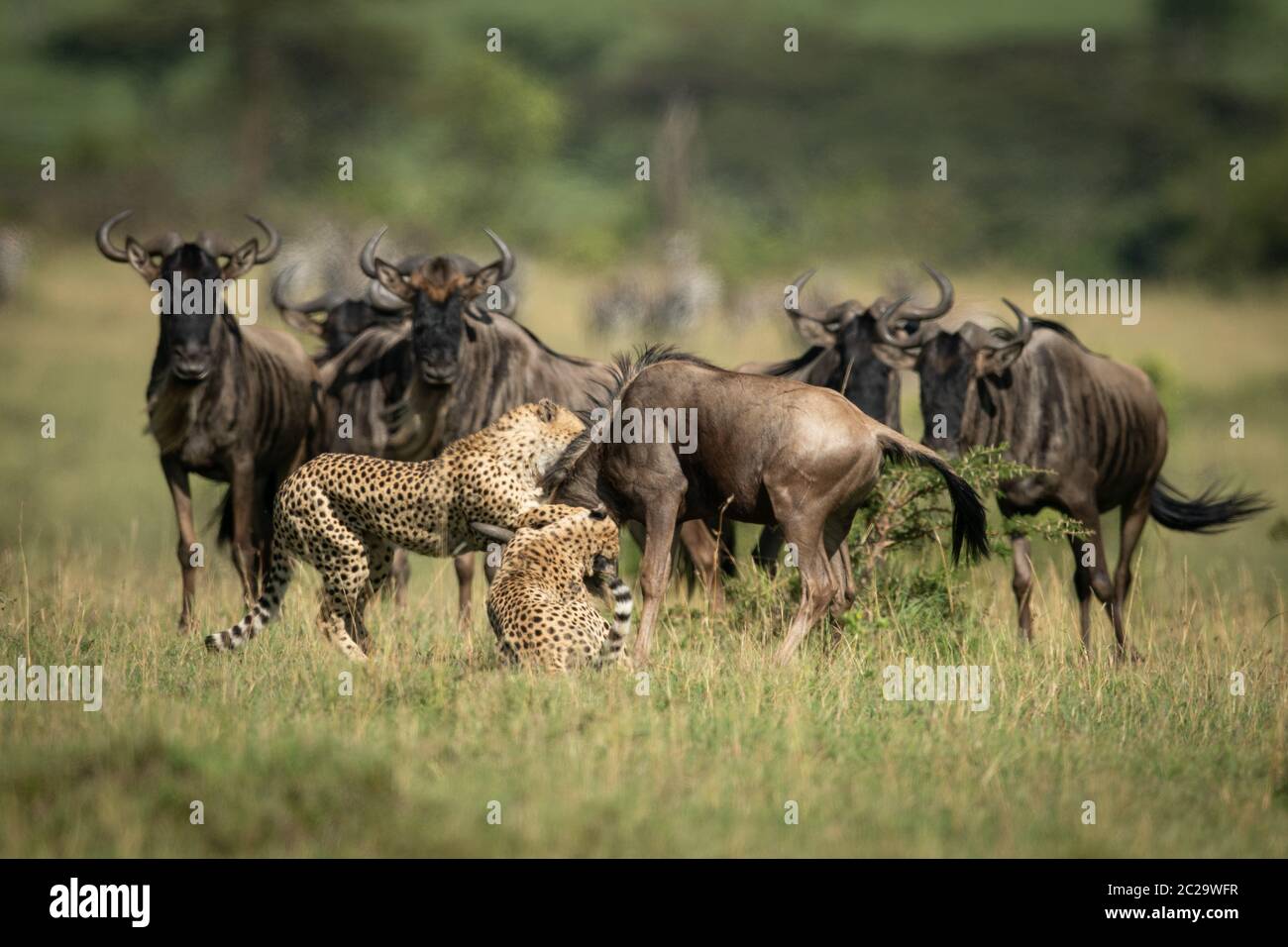 Blue wildebeest watch two cheetah throttle another Stock Photo