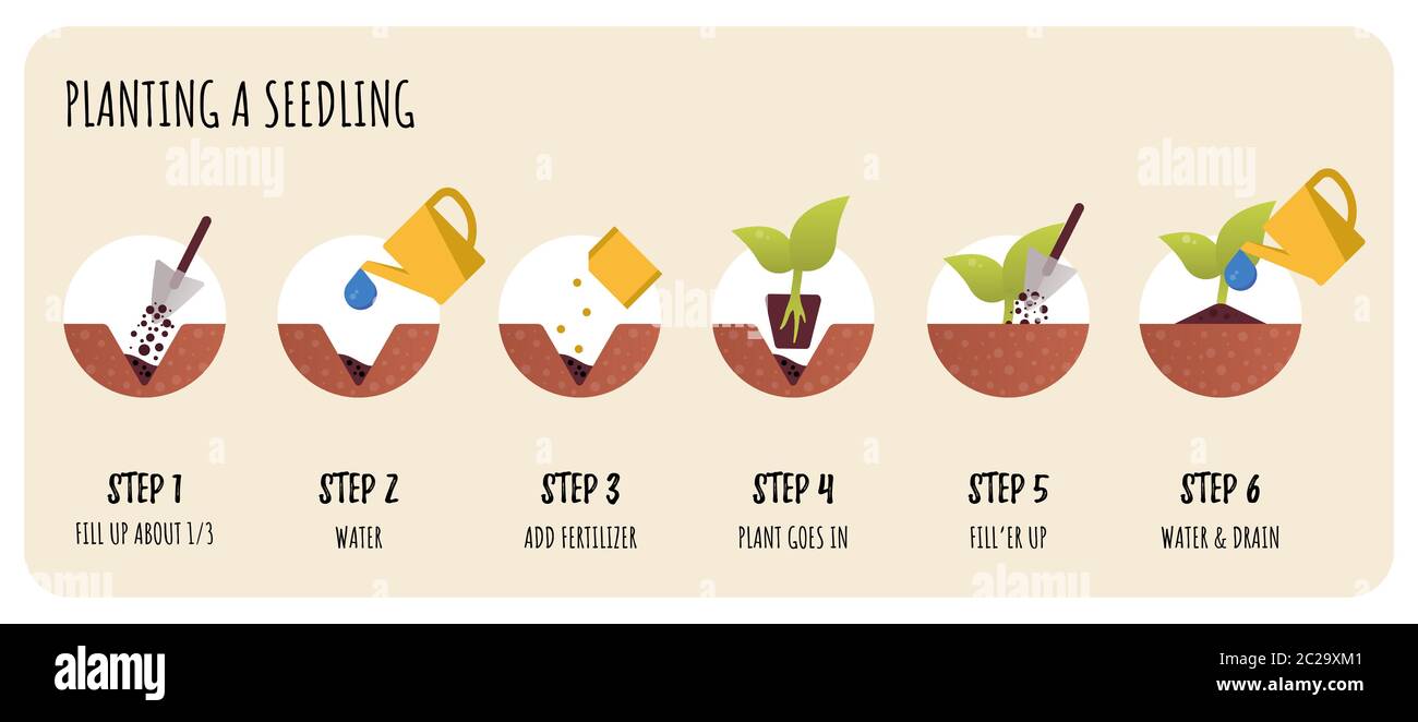 Steps in Transplanting Seedlings. Seedling gardening plant. Stock Vector