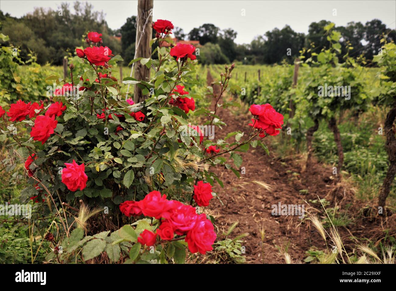 Roses Among Grapevines Along the German Wine Route. Weinstrasse, Deutschland Stock Photo