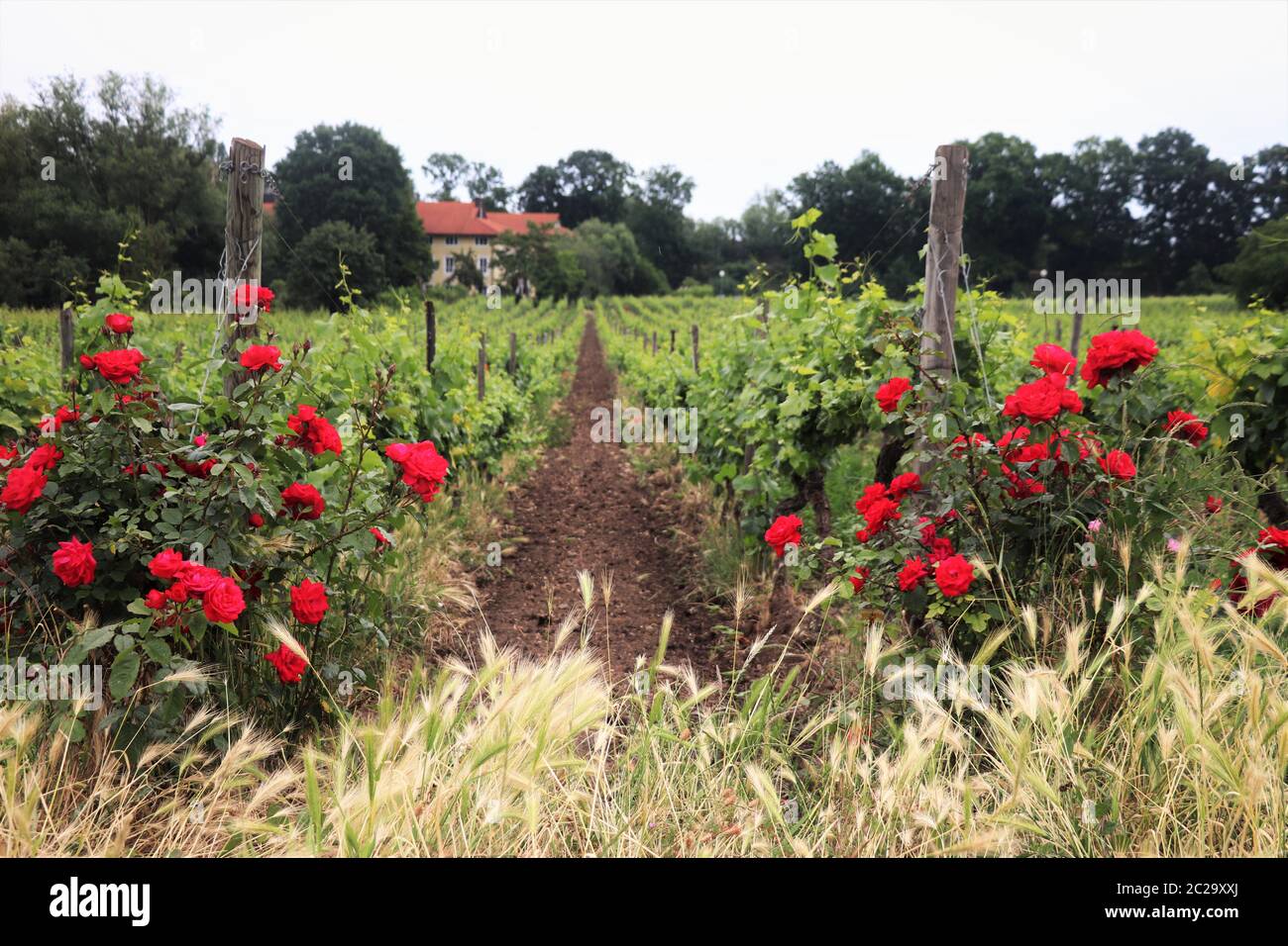 Roses Among Grapevines Along the German Wine Route. Weinstrasse, Deutschland Stock Photo