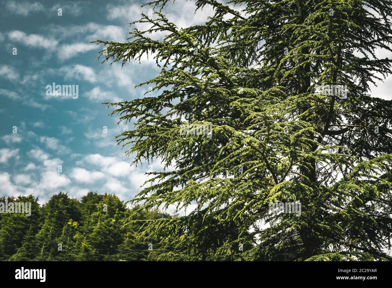Amazing big cedar trees over beautiful cloudy sky background