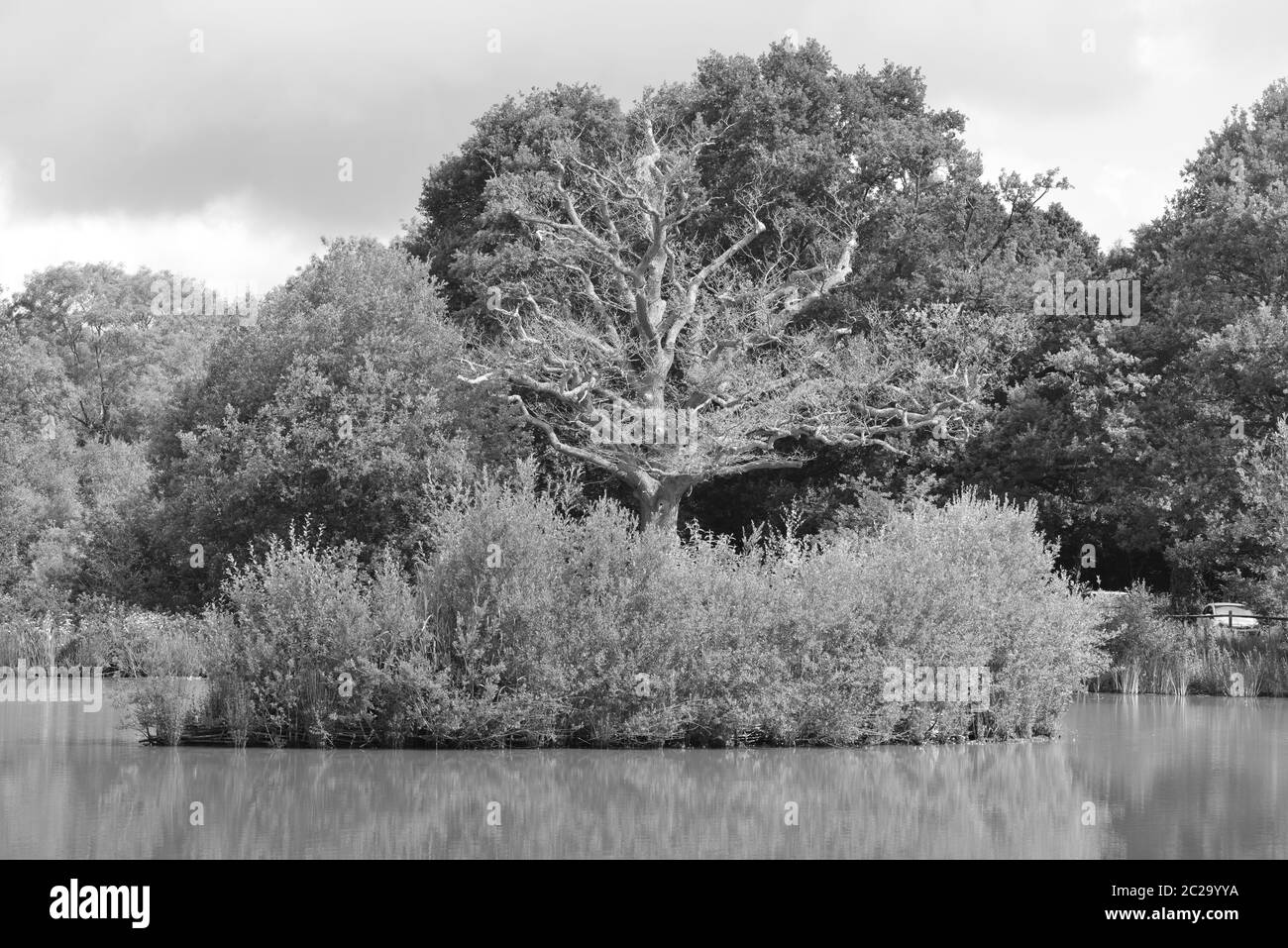 Lake island overgrown forest in Black and White Stock Photos & Images ...