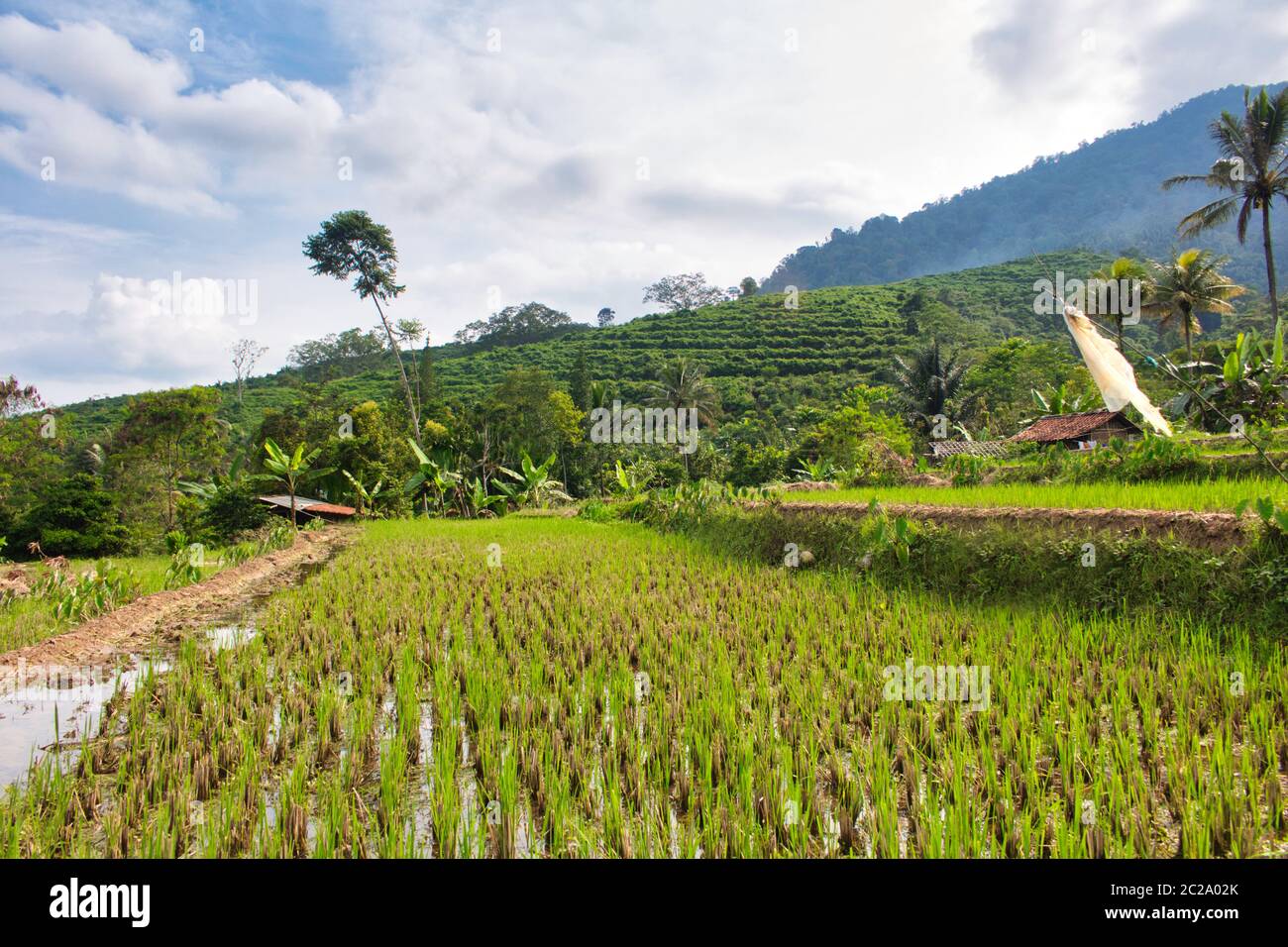 Landscape of paddy fields in the southern part of Sukabumi, West java