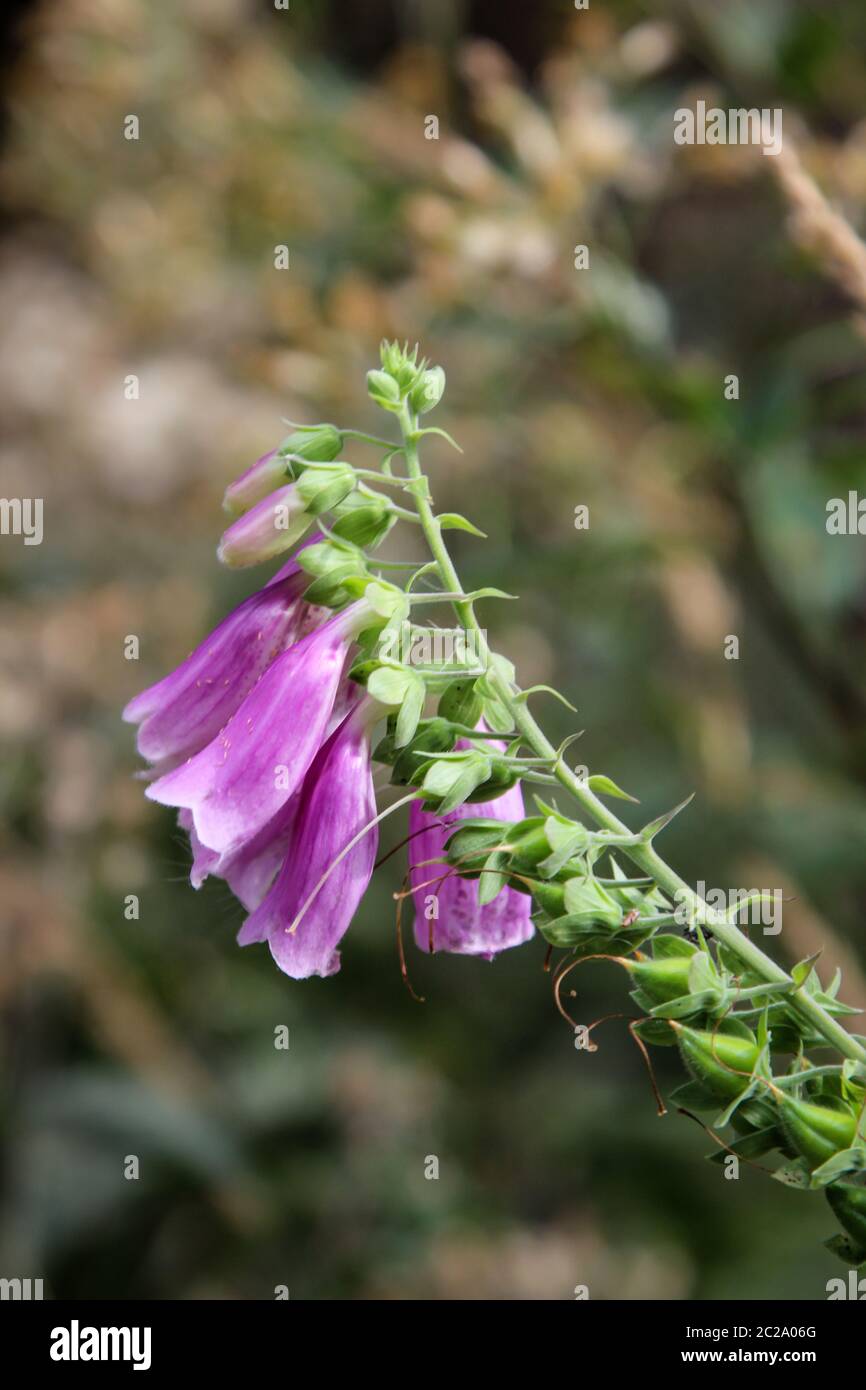 Closing in on a Red Foxglove in the Forest