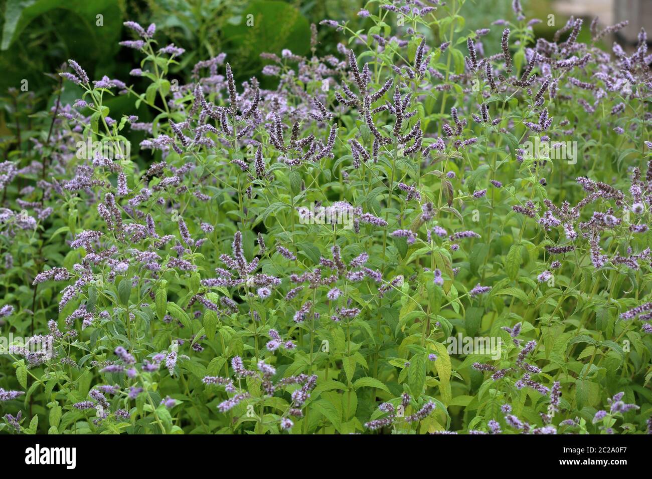 Purple flowering mint flowers from the Mentha longifolia family in seasonal blooming Stock Photo