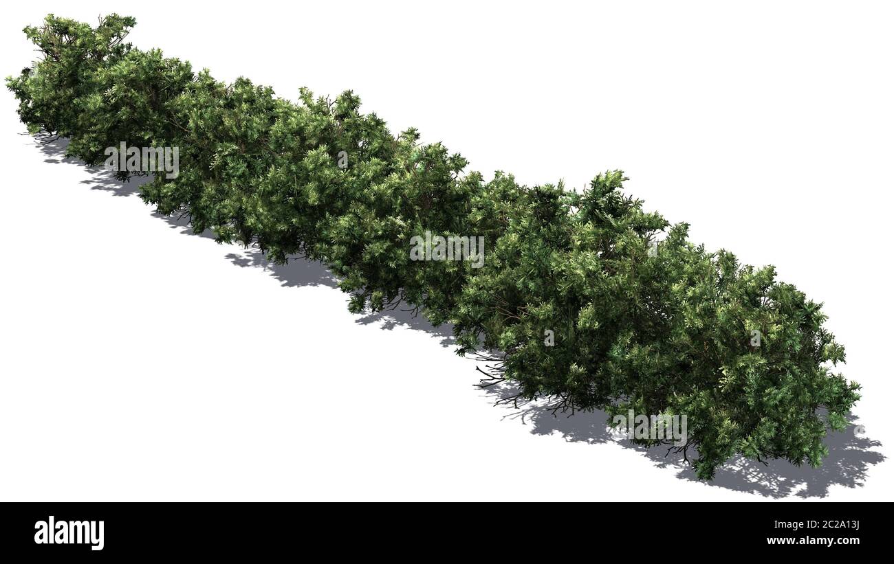 american boxwood hedge with shadow on the floor - isolated on white Background - 3D rendering Stock Photo