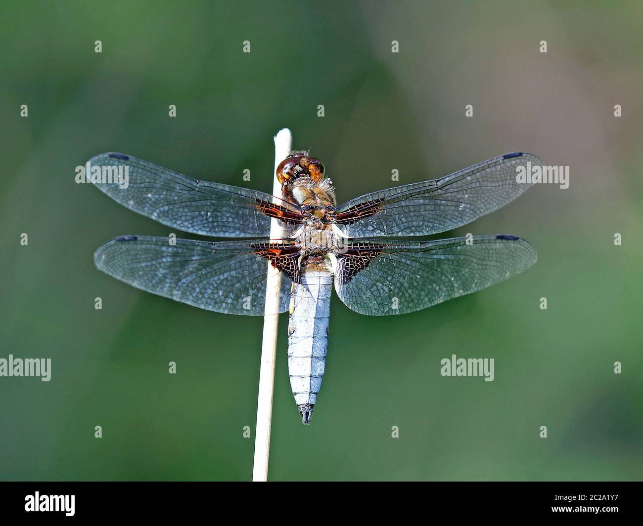Male Broad bodied chaser dragonfly Libellula depressa perched on a stick Bavaria Germany Europe Stock Photo