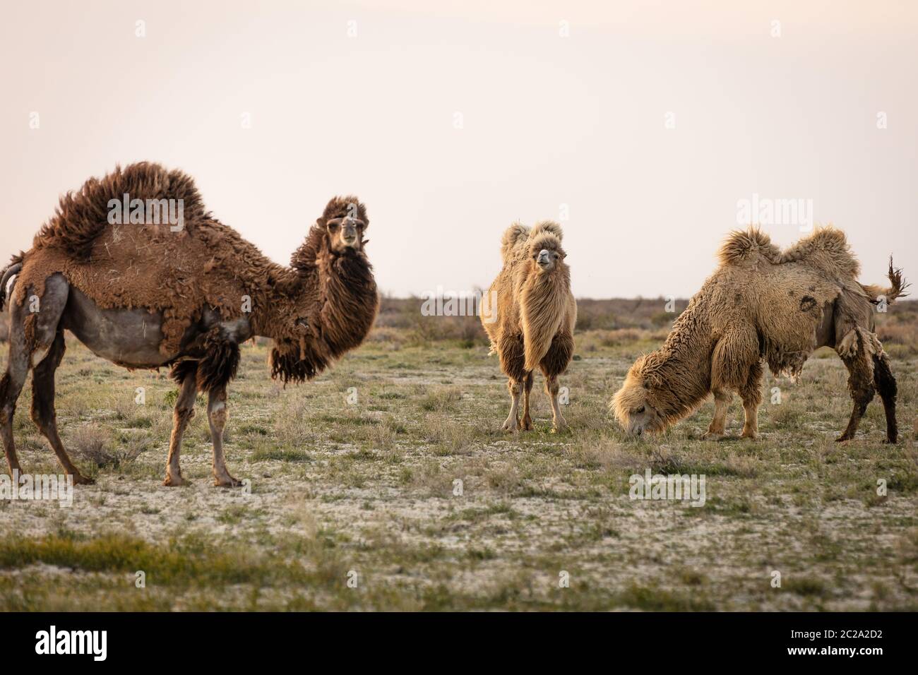 Wild camel standing to eat hay on a meadow .the most grueling animal in