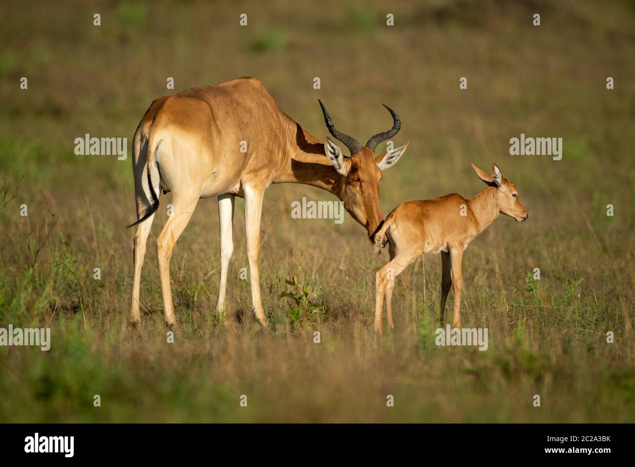 Female Coke hartebeest nuzzles baby in savannah Stock Photo - Alamy