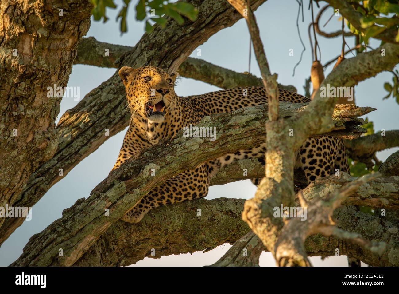 Leopard lying in tree among tangled branches Stock Photo - Alamy