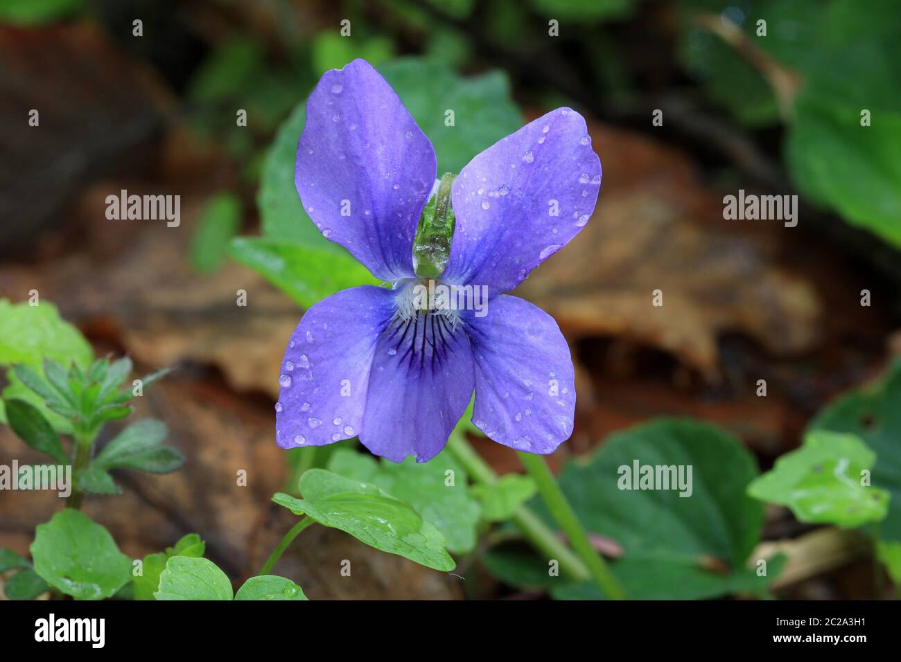 Wood Violet, Viola odorata, blue blossom with raindrops Stock Photo