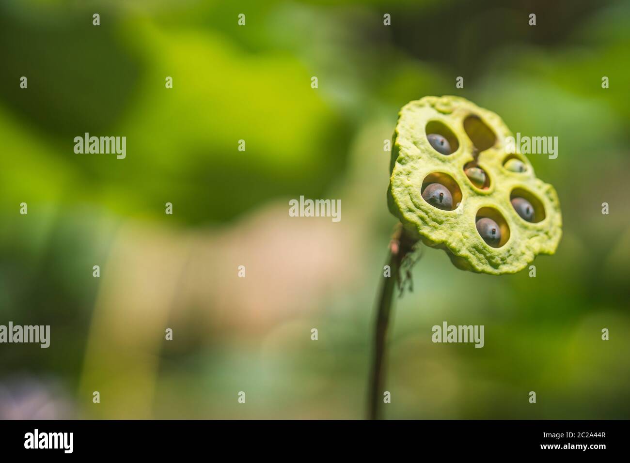 Lotus seed, lotus leaf and flower green background. Nature background Stock Photo