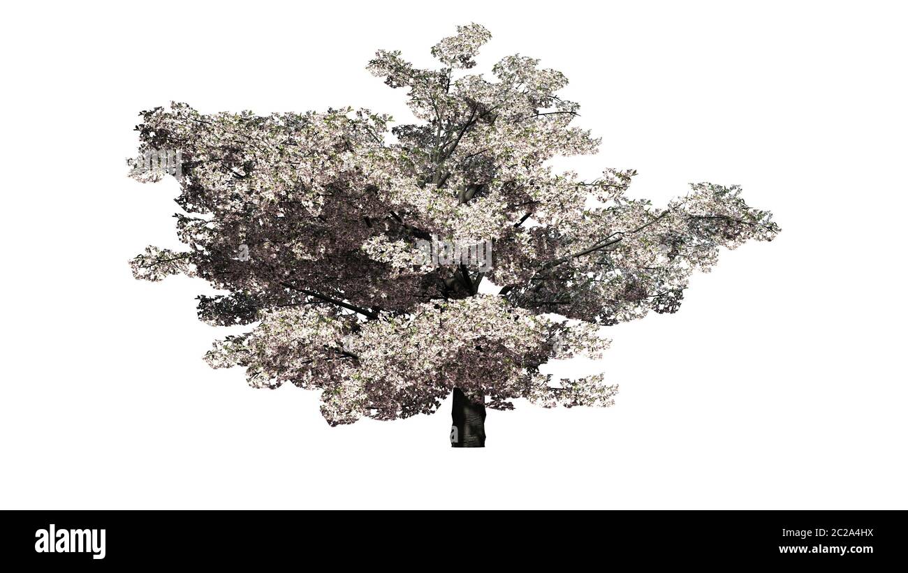 Cherry tree in blossom - isolated on white background Stock Photo - Alamy