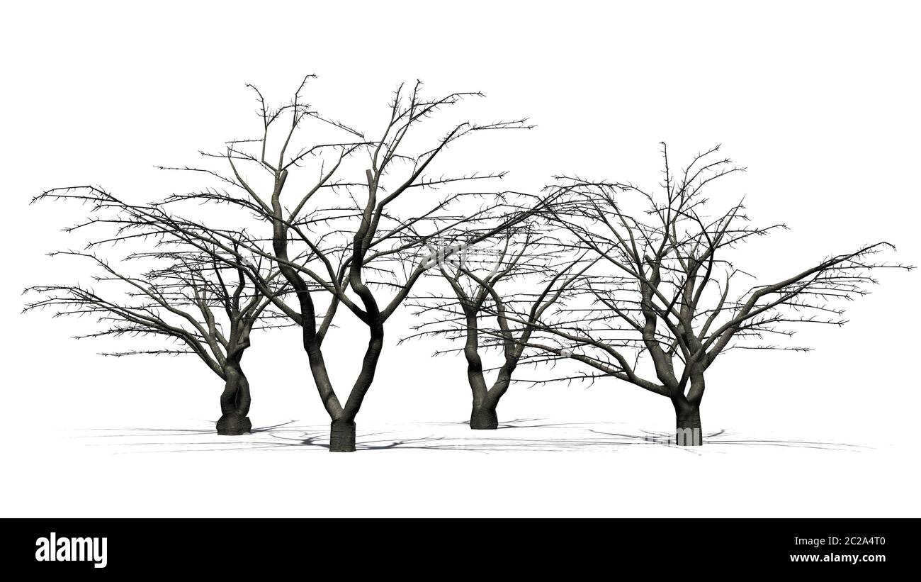 different cherry trees in winter isolated on white background Stock