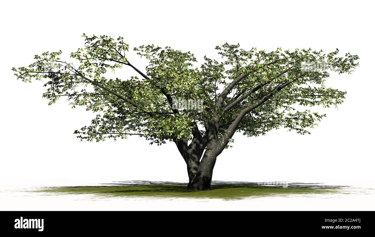 Cherry tree with fruits - isolated on white background Stock Photo - Alamy