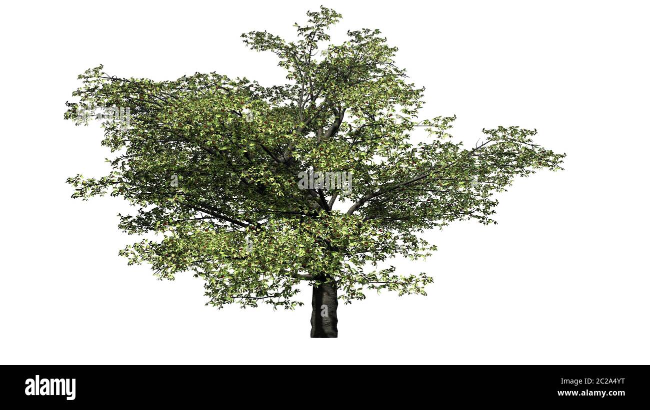 Cherry tree with fruits - isolated on white background Stock Photo - Alamy