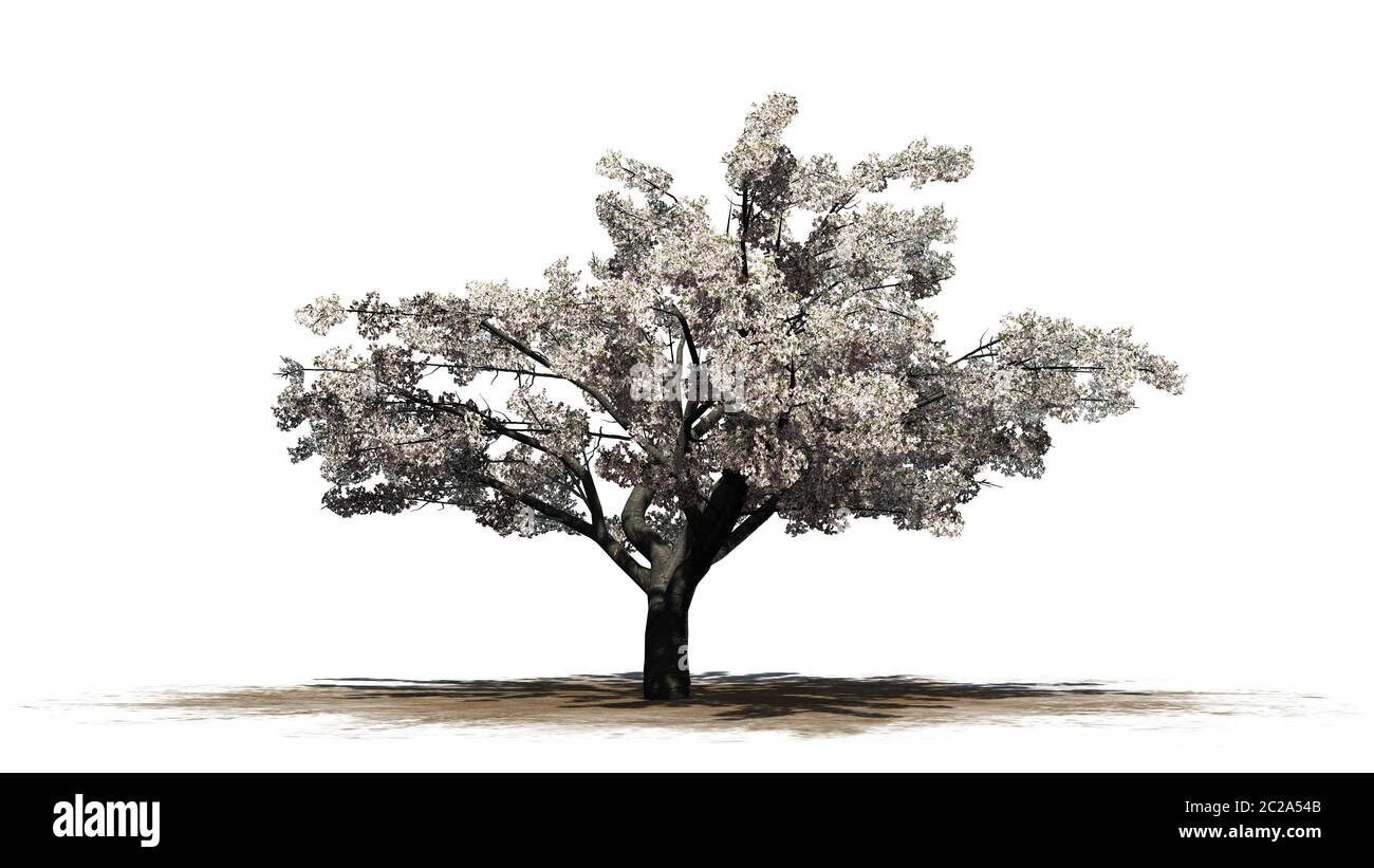 Cherry tree in blossom - isolated on white background Stock Photo - Alamy