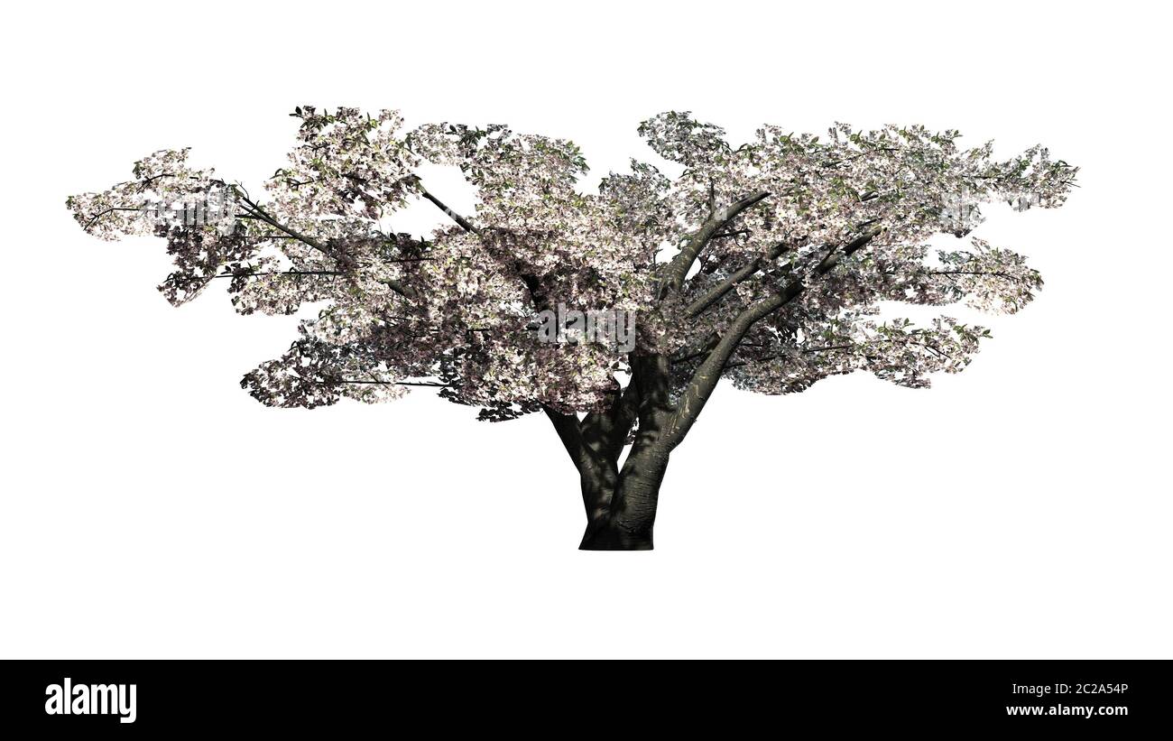 Cherry tree in blossom - isolated on white background Stock Photo - Alamy