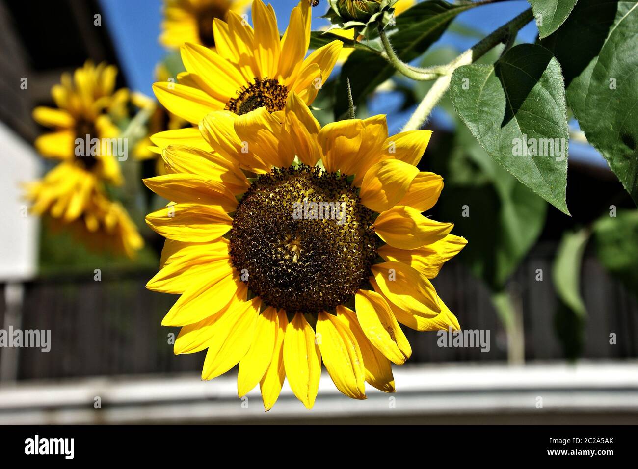 Zeit der Sonnenblumen Stock Photo