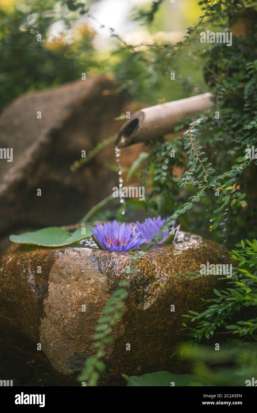 Beautiful zen garden with lotus flower and bamboo fountain on nature